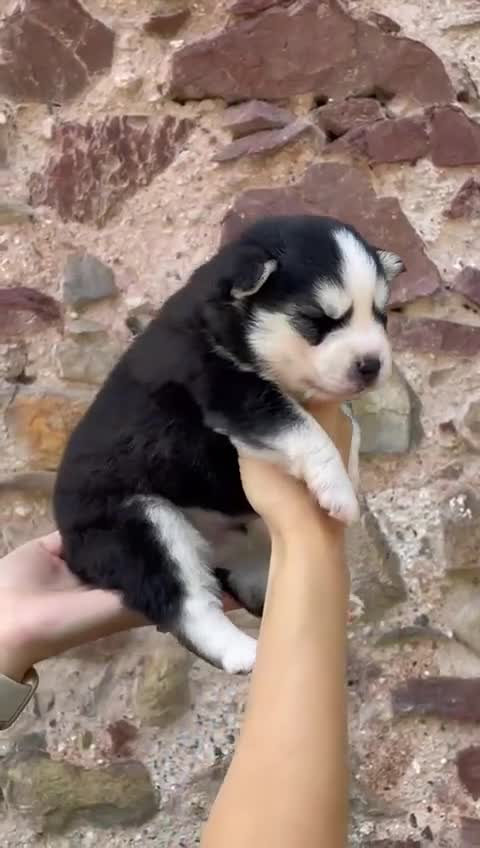 Pomsky dogs for sale: Genuine Celtic Star F3 Pomskies Available  - Video 2