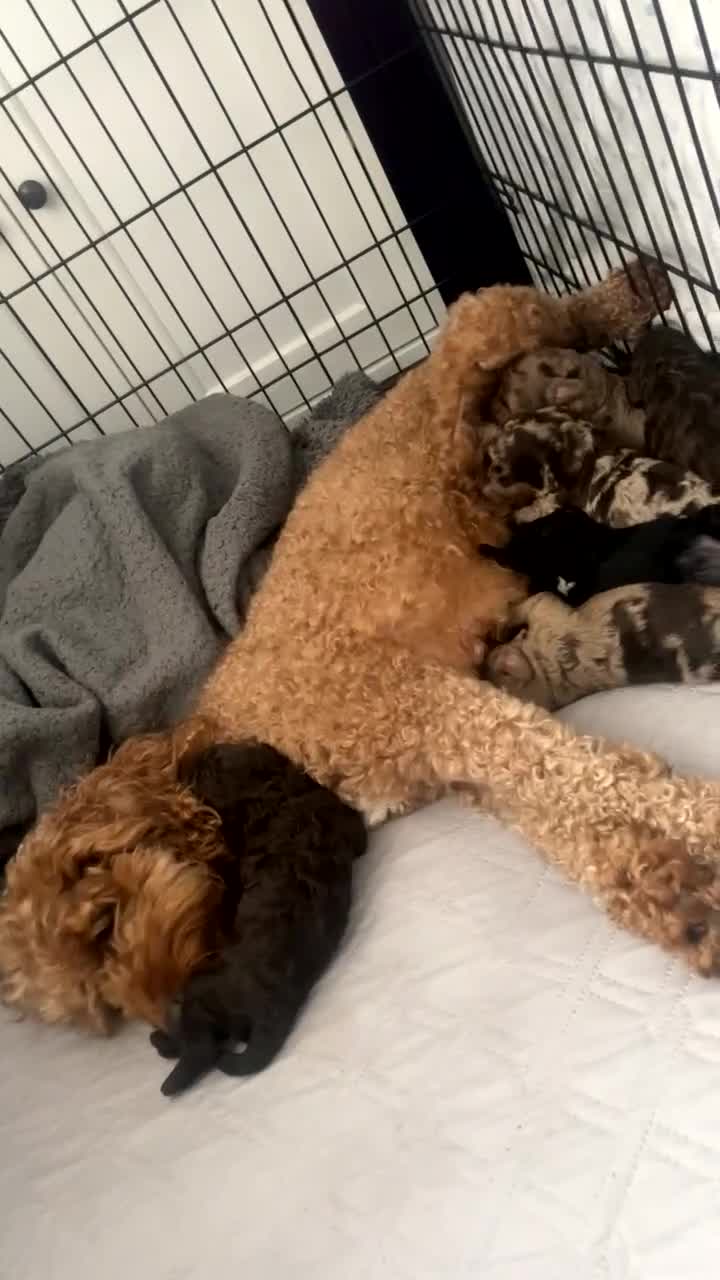 Cockapoo dogs for sale: Cockapoo puppies  - Video 1