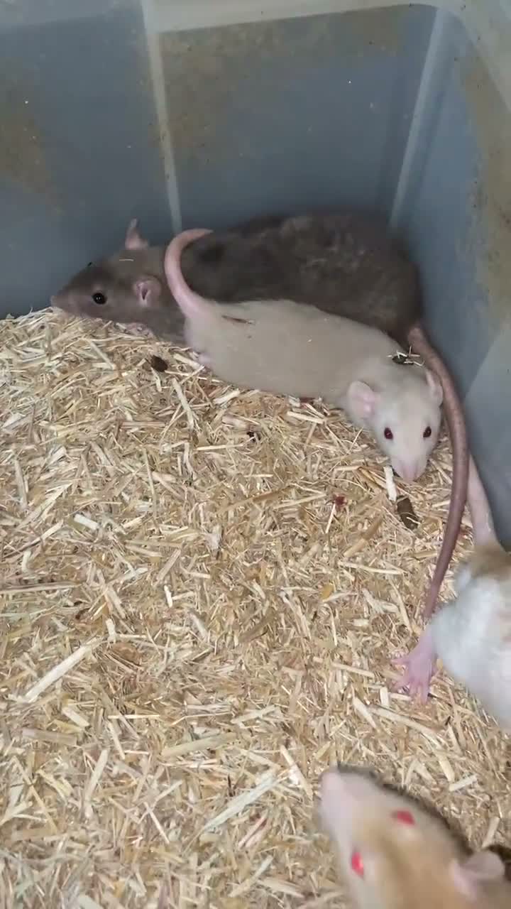 Rat rodents for sale: 6 male rats for sale  - Video 1