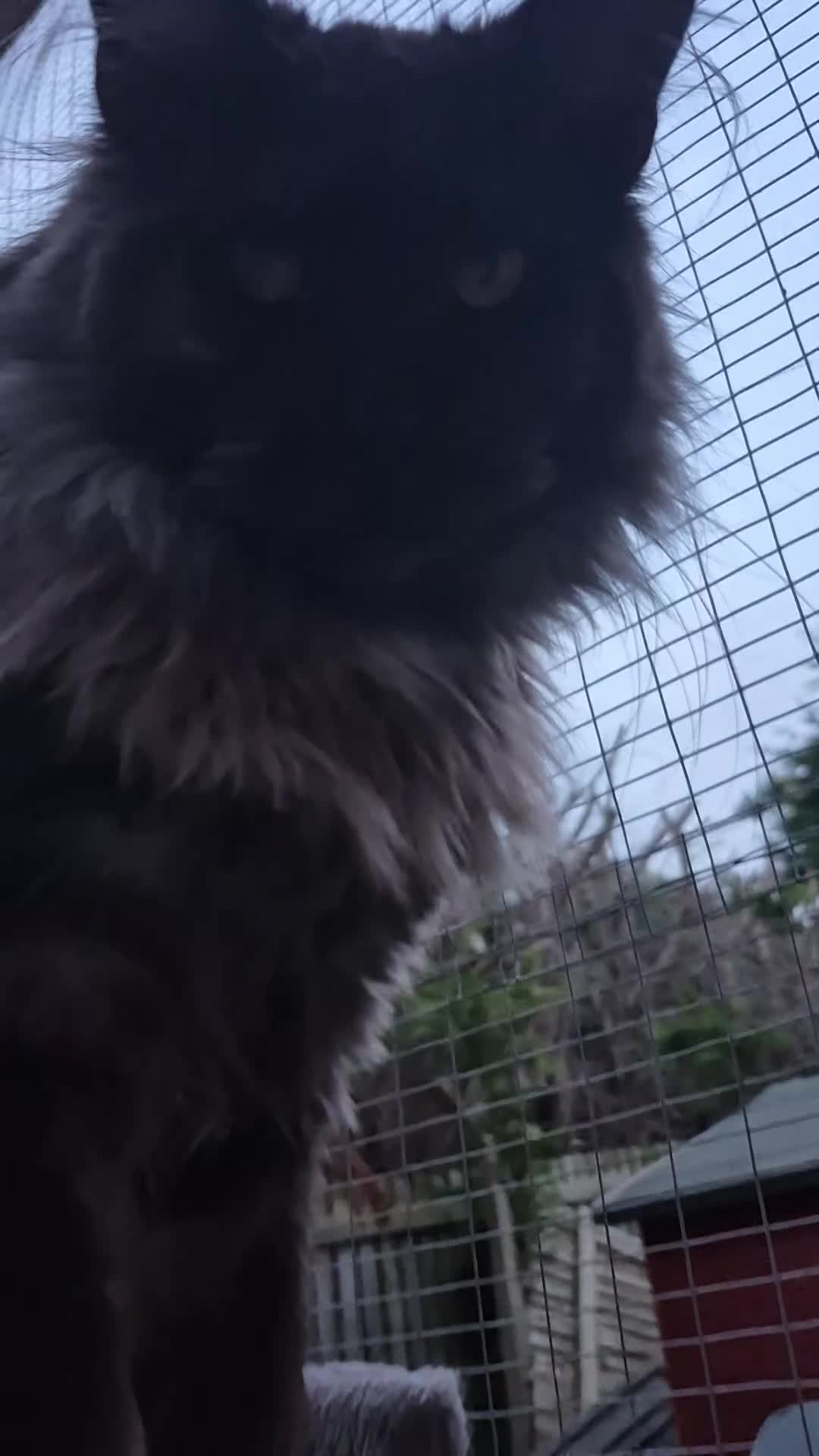 Maine Coon cats for stud: Quality black smoke health tested proven MC stud  - Video 2