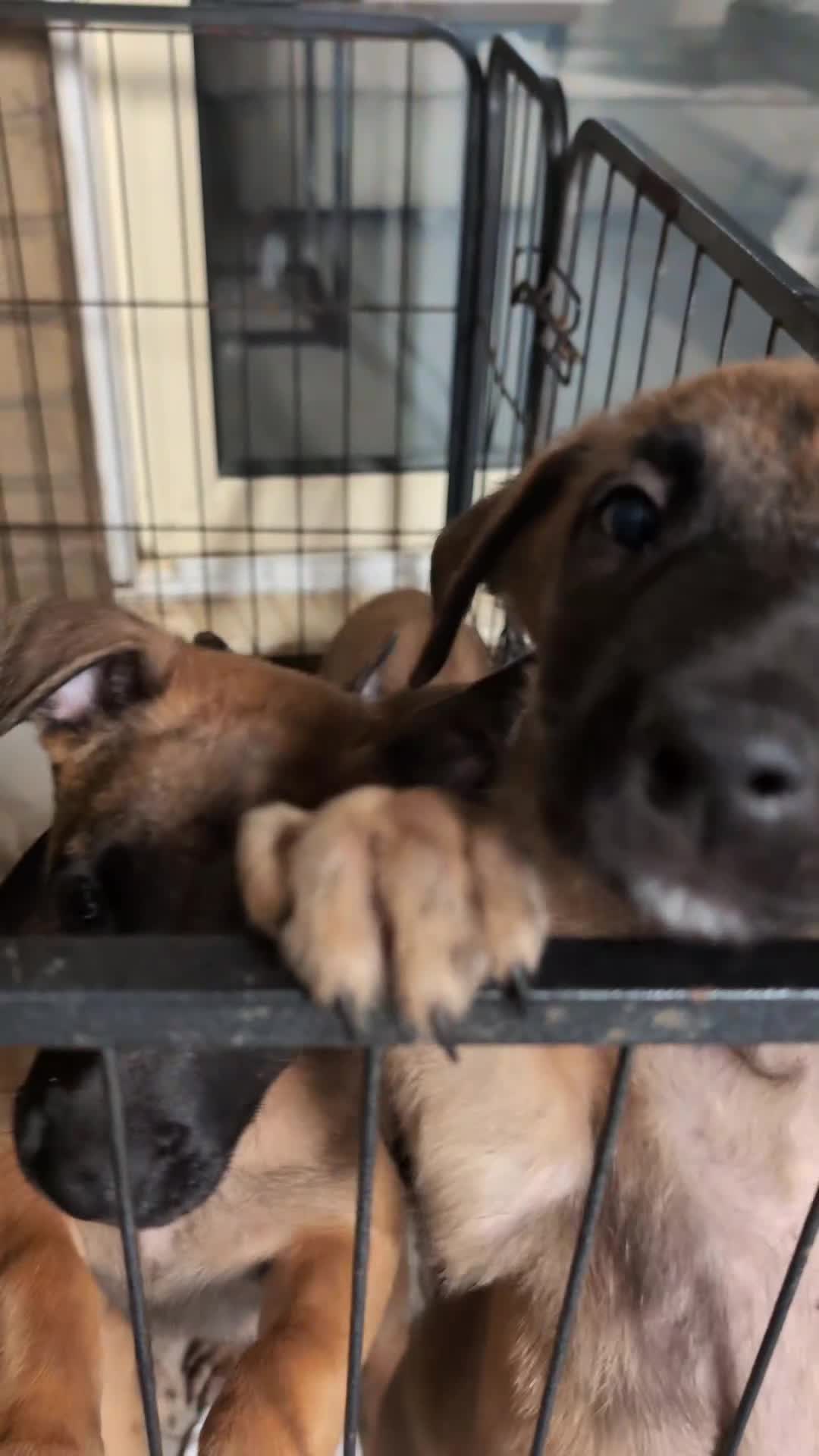 Belgian Shepherd Dog dogs for sale: Belgian malinois puppy's  - Video 1