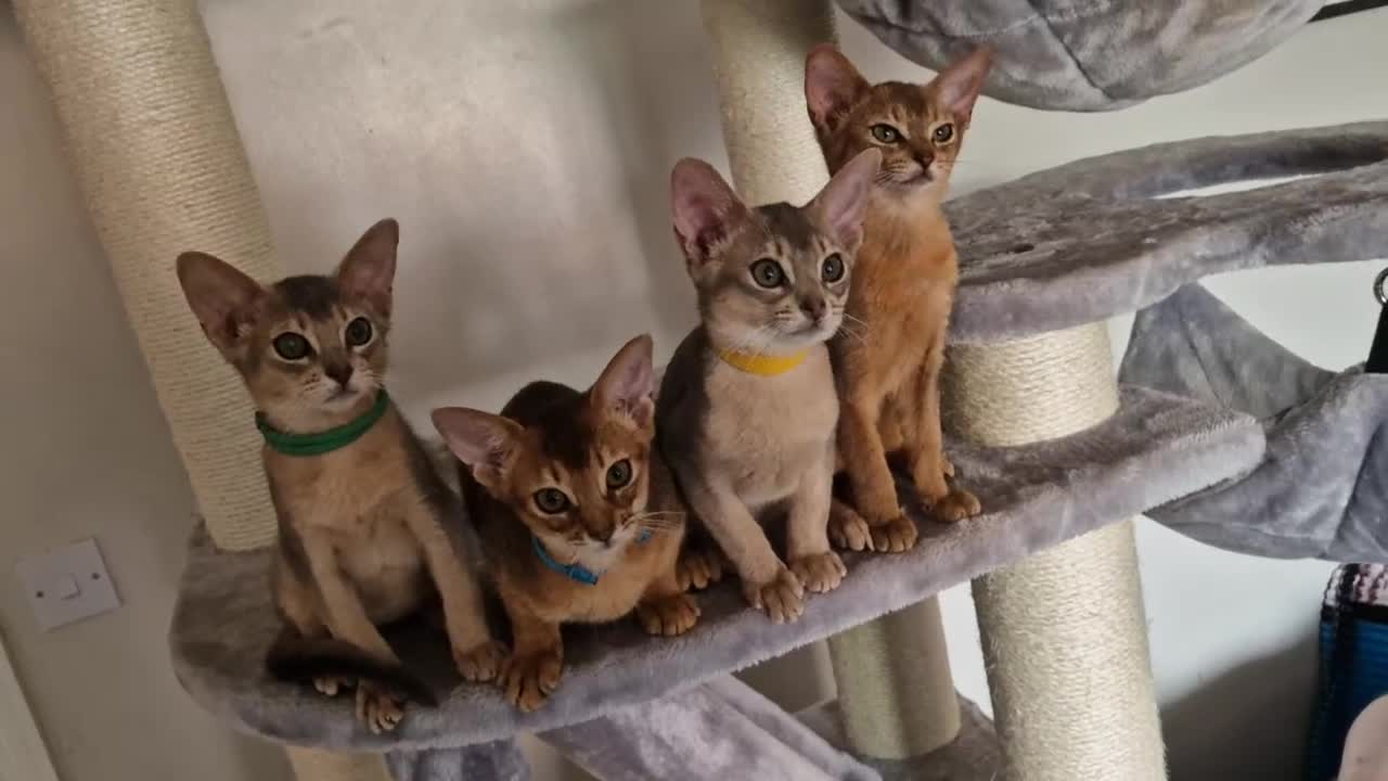 Abyssinian cats for sale: Pure Abyssinian kittens ❤️Ready to go 😍  - Video 1
