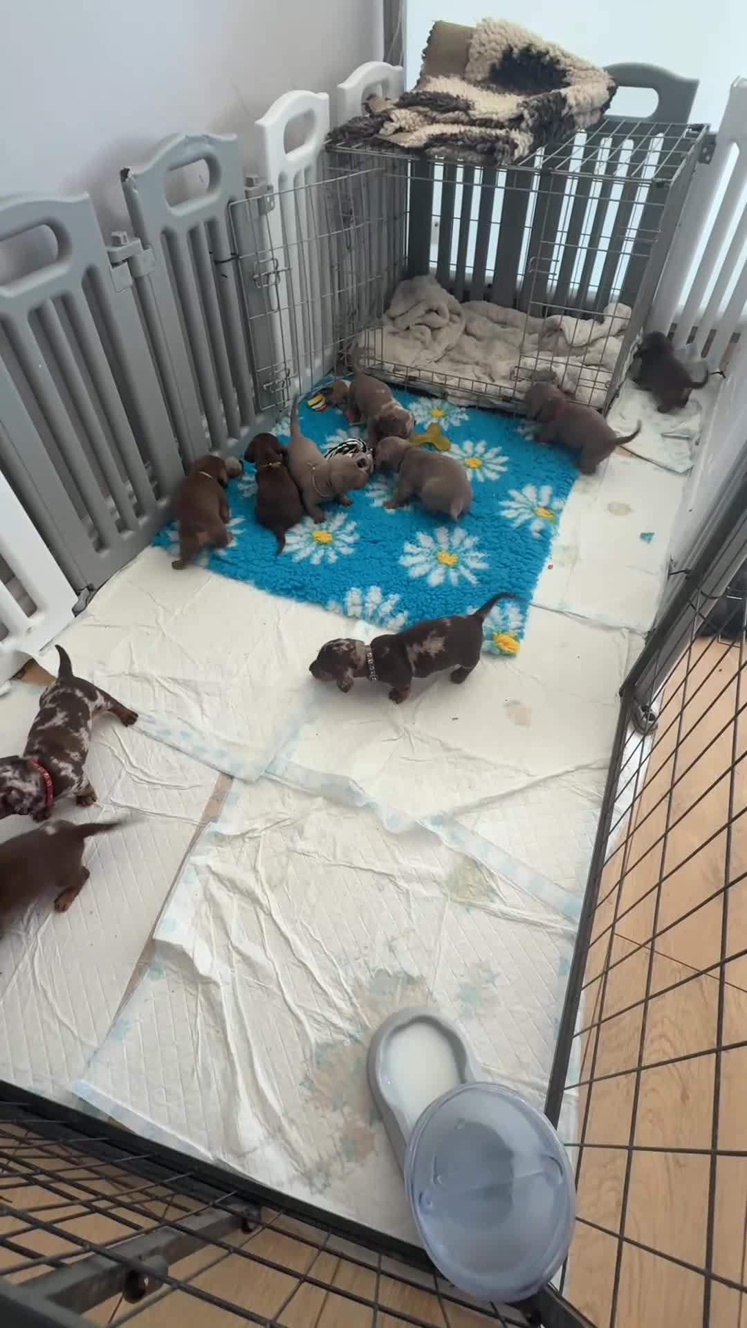Miniature Dachshund dogs for sale: LAST 3 READY TO LEAVE Smooth haired mini dachunds - Video 1