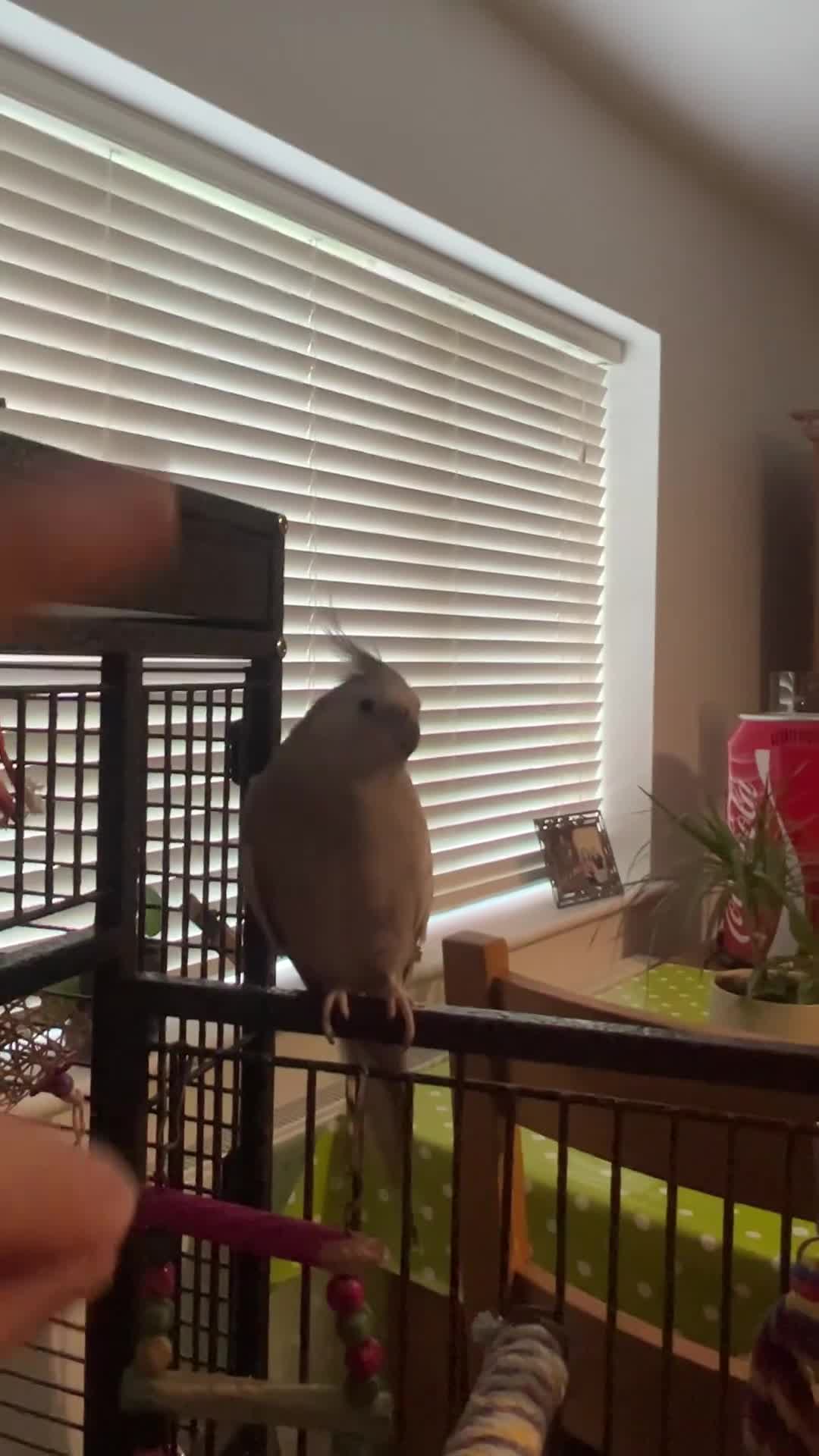 Cockatiels birds for sale: Female cockatiel called shadow  - Video 2