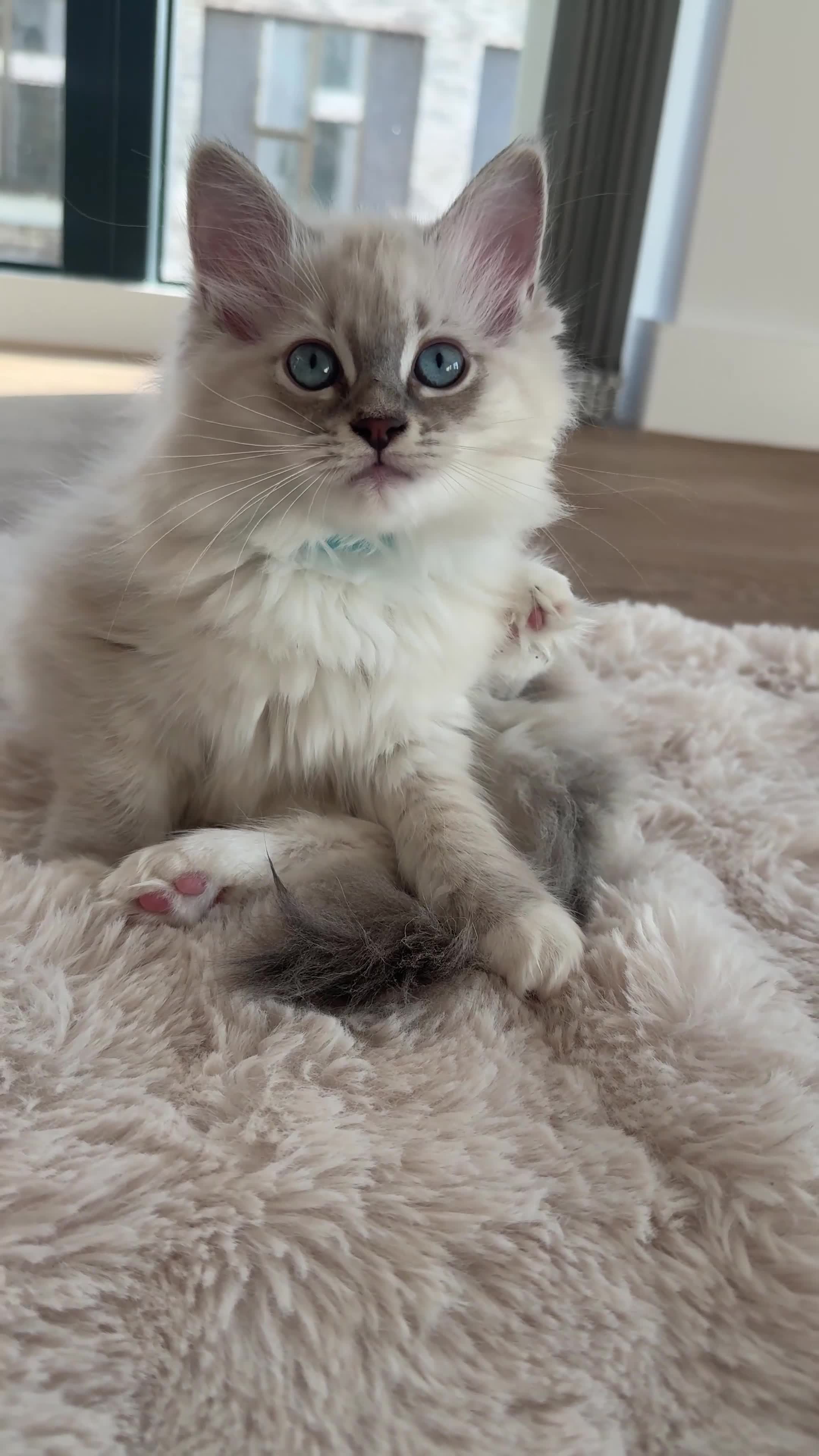 Ragdoll cats for sale: LUXURY RAGDOLL KITTENS  - Video 3