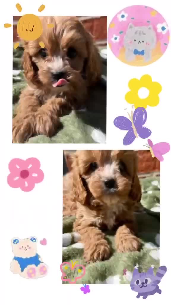 Cavapoo dogs for sale: Real life teddy bears  - Video 1