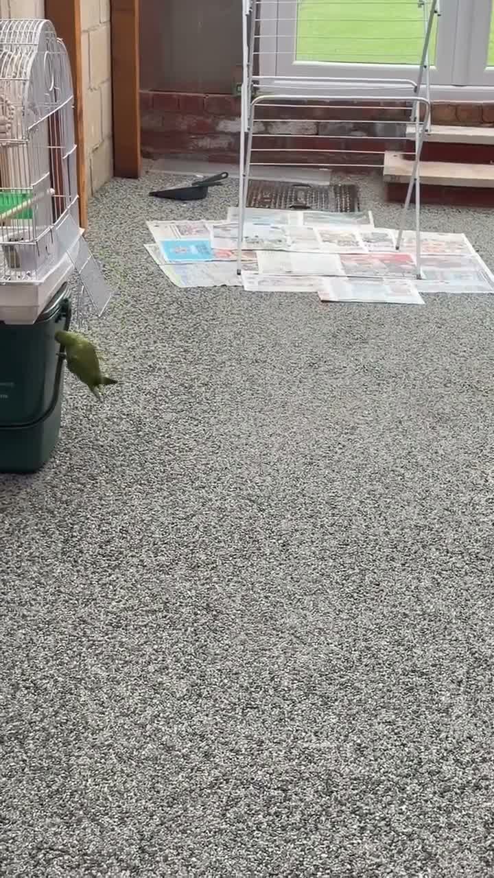 Parrots birds for sale: Beautiful ringneck for sale  in Derby - Video 1