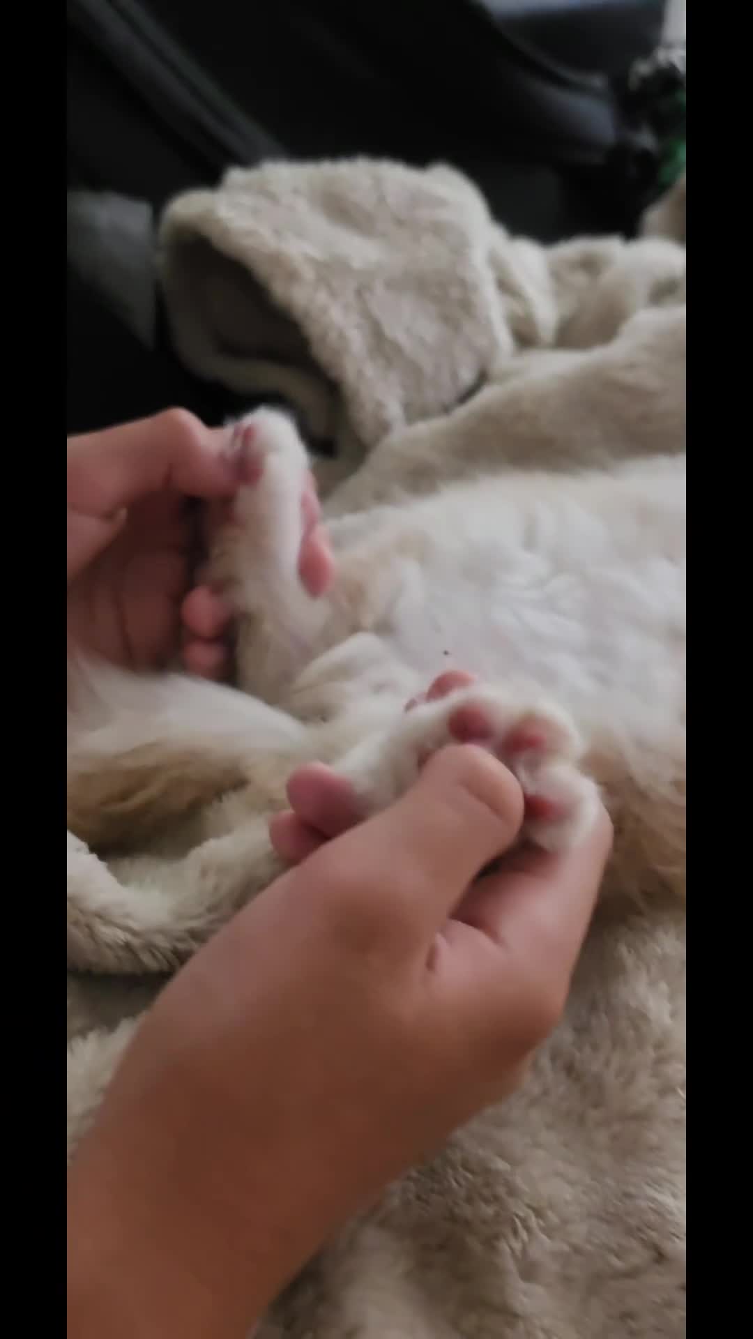 Maine Coon cats for sale: Cream maine coon boy 💓  - Video 1