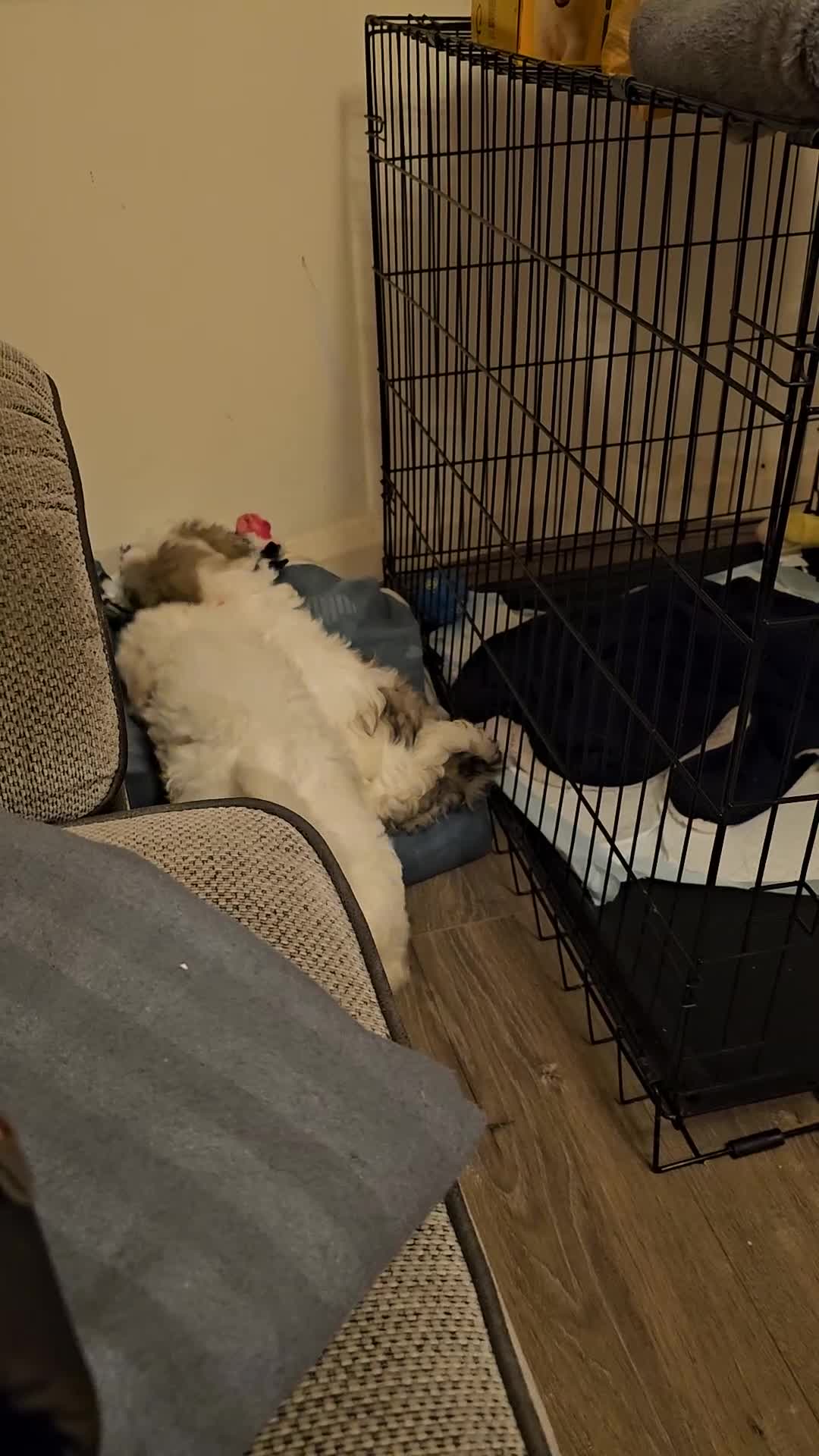 Malshi dogs for sale: Malshie  - Video 1