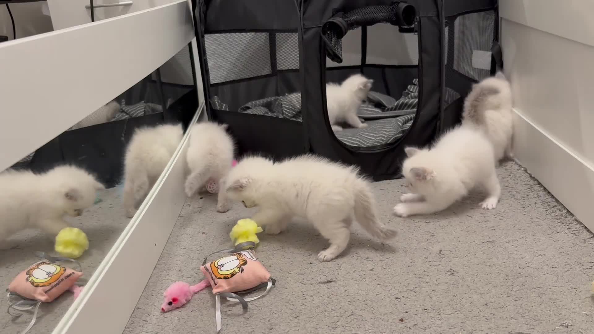 Ragdoll cats for sale: 🐾Beautiful GCCF/TICA Registered Ragdoll Kittens🐾 in Glasgow - Video 1