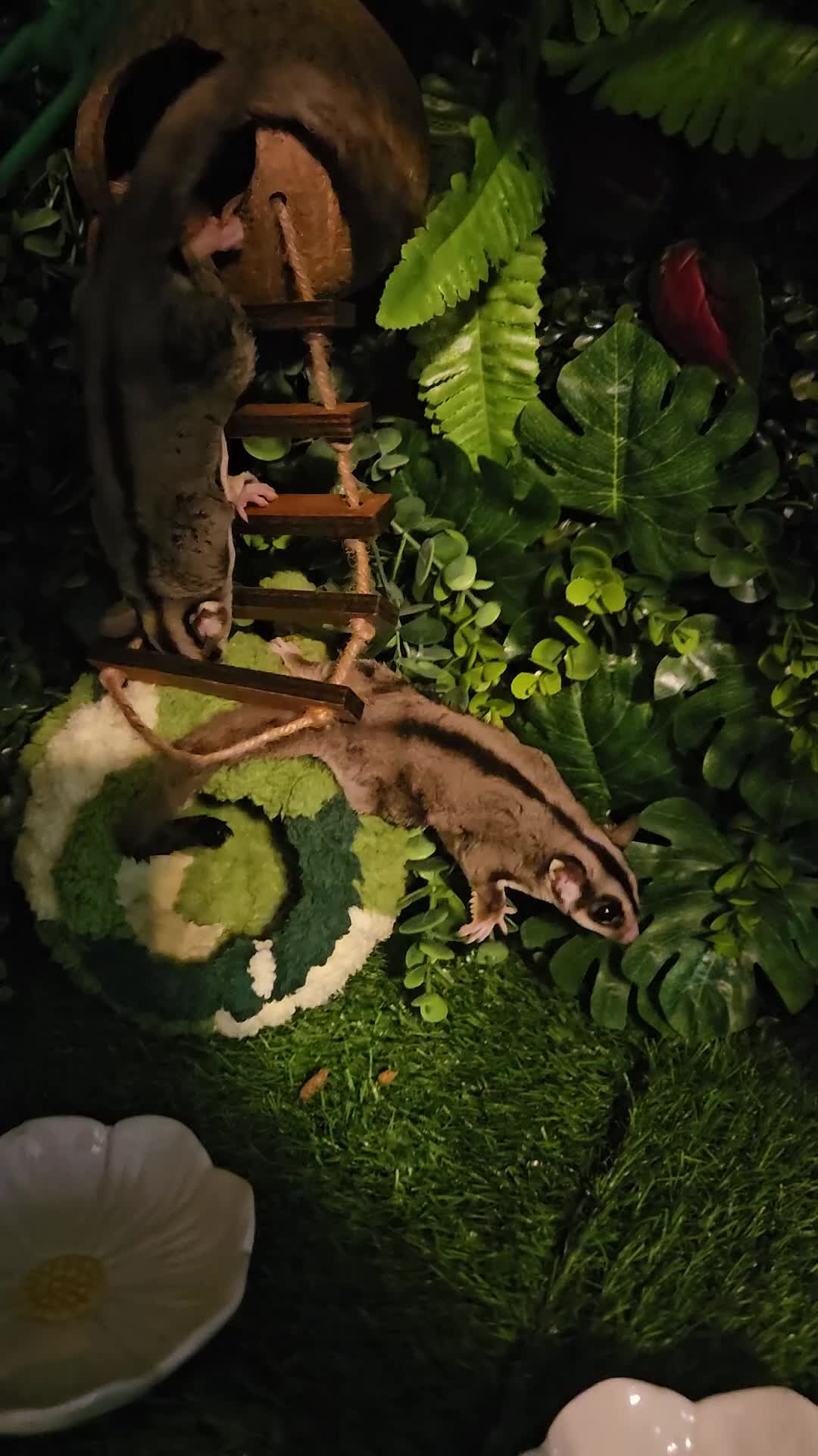 Sugar Glider rodents for sale: Sugar gliders for sale  - Video 1