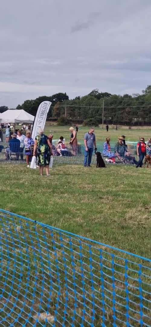 Great Dane dogs for stud: fully health tested proven outstanding solid blue in Thetford - Video 1
