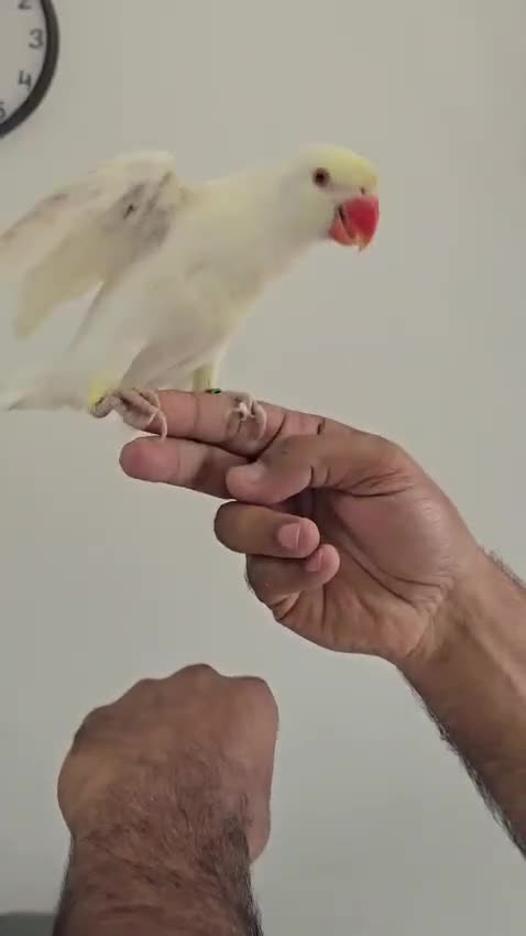 Ringnecks birds for sale: Ringneck baby- creamy white with pale yellow wings - Video 1