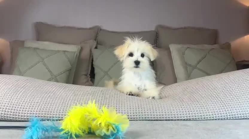 Maltese dogs for sale: Perfect, sweet, petite and handsome young man  - Video 1