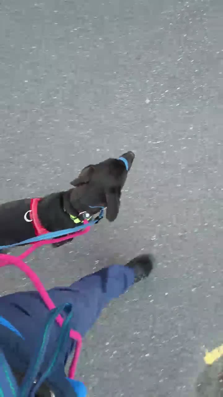 Mixed Breed dogs for adoption: Lovely Lilly - Video 1
