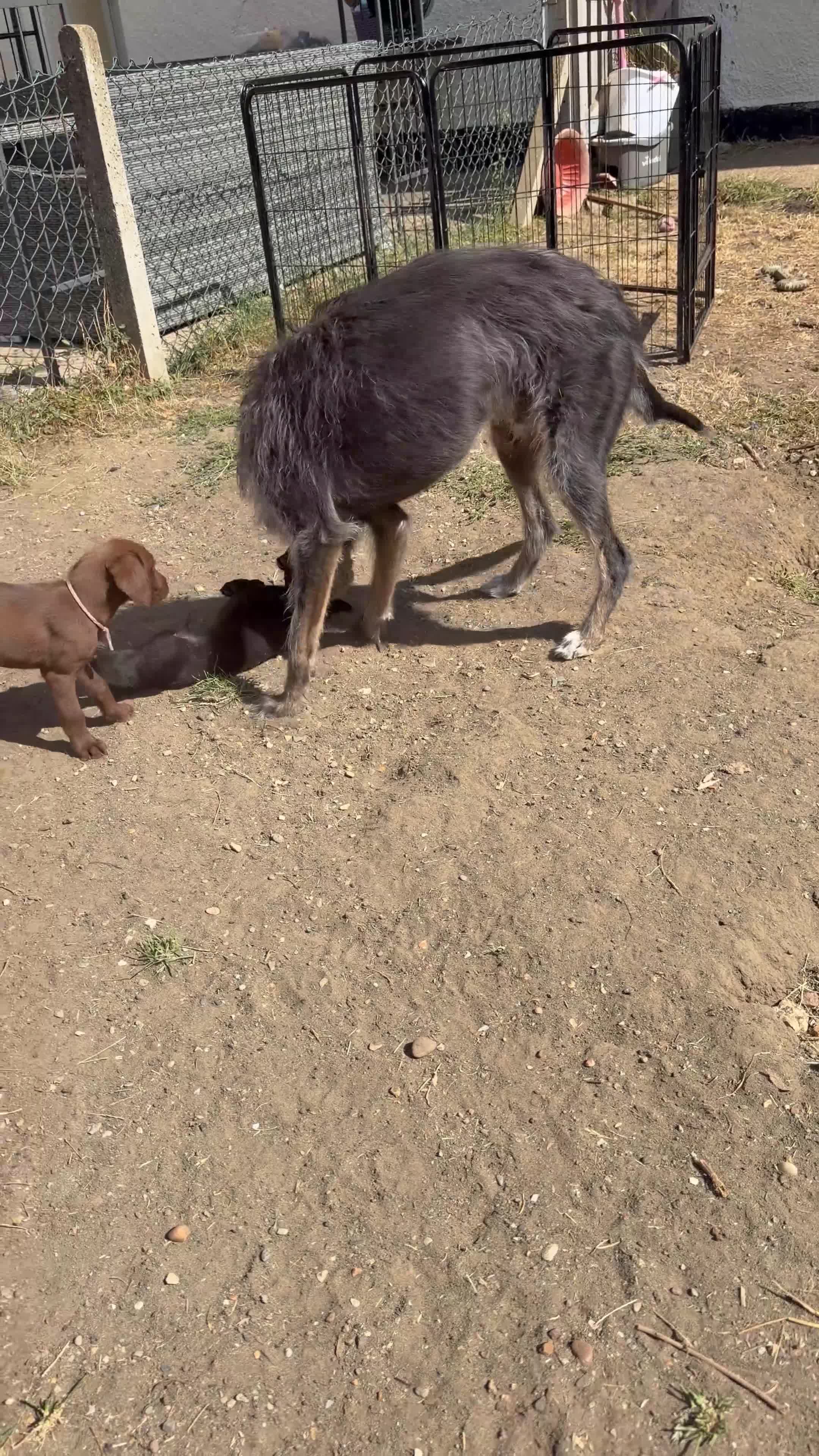 Mixed Breed dogs for sale: 7 Labrador and lurcher puppies! - Video 1