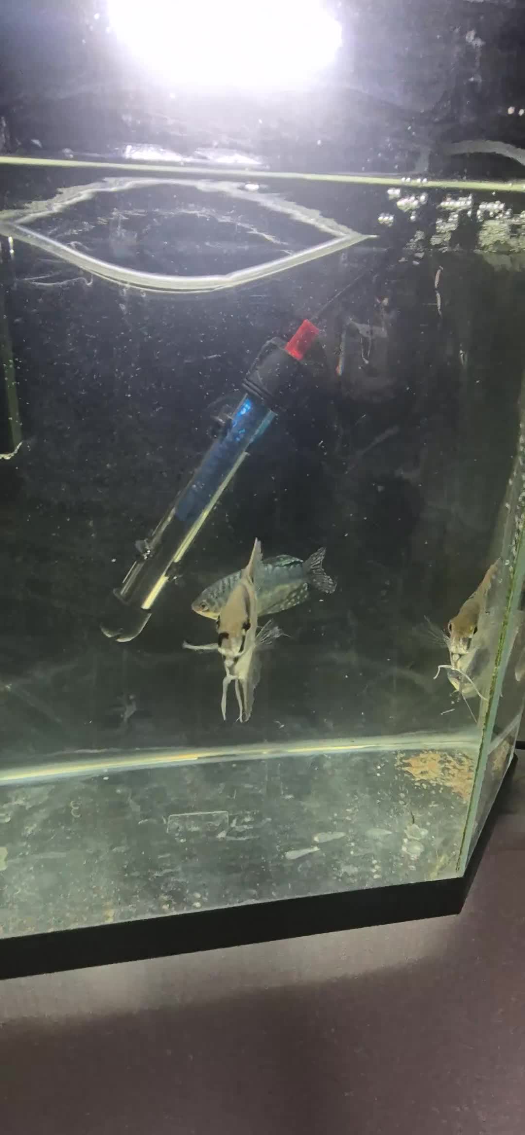 Angelfish fish for sale: Angelfish and gourami - Video 1
