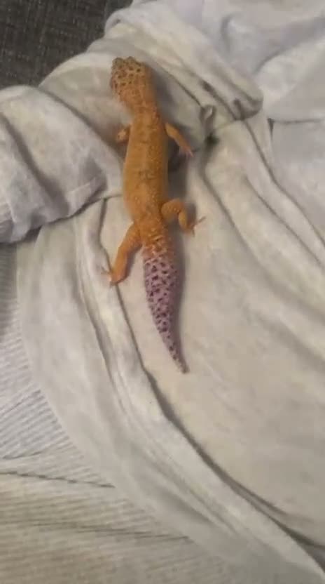 Leopard Gecko reptiles for sale: Male leopard gecko - Video 1