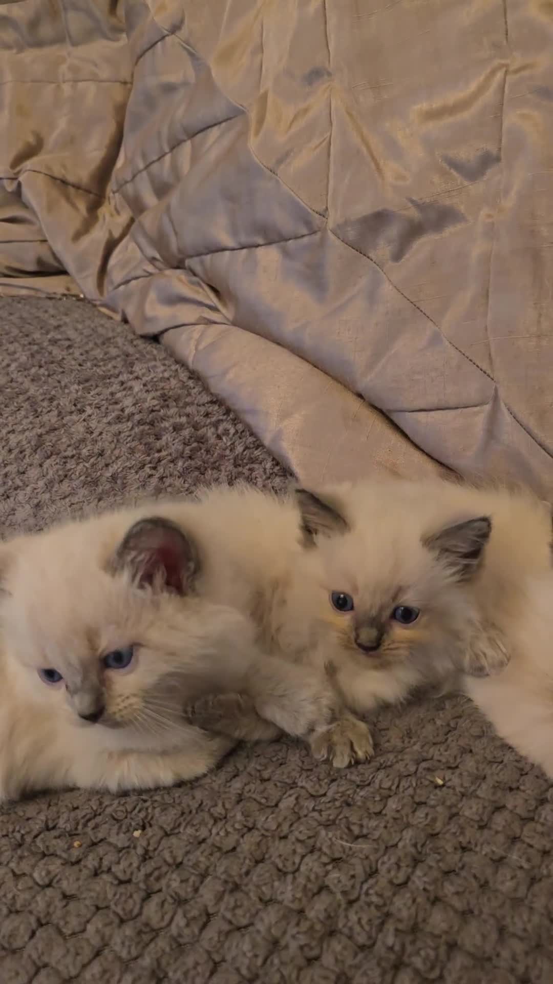 Ragdoll cats for sale: Ragdoll kittens for sale - Video 1