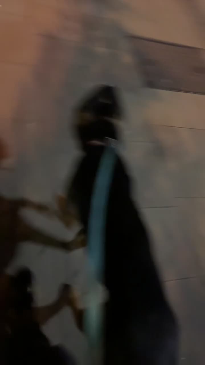 Cane Corso dogs for sale: Cane Corso  - Video 2