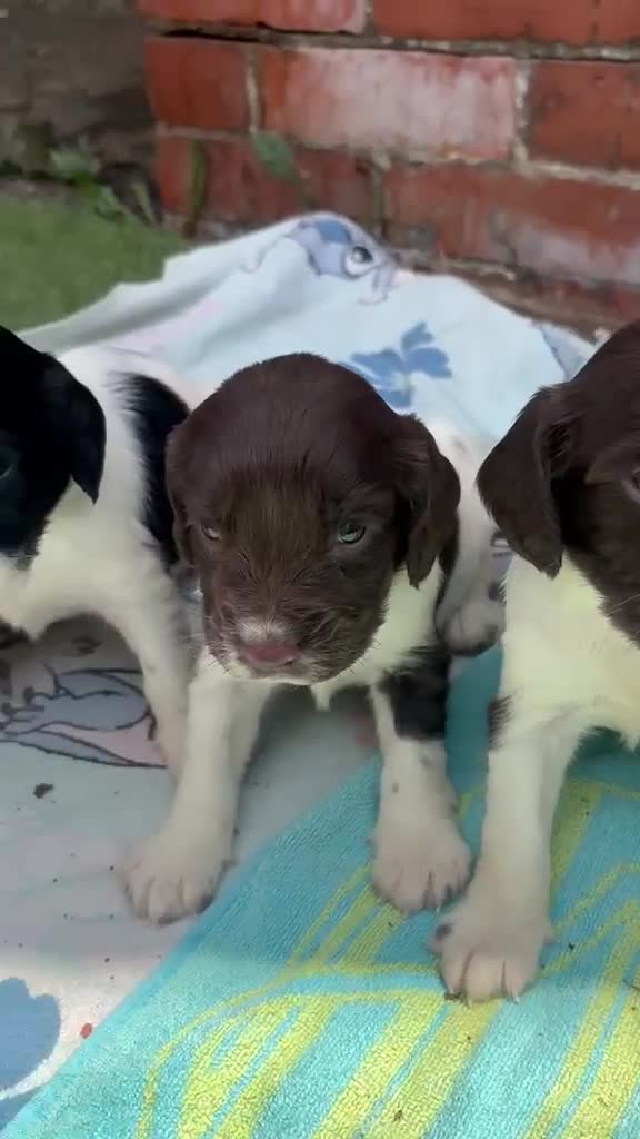 English Springer Spaniel dogs for sale: Working springer spaniels  in Totnes - Video 1
