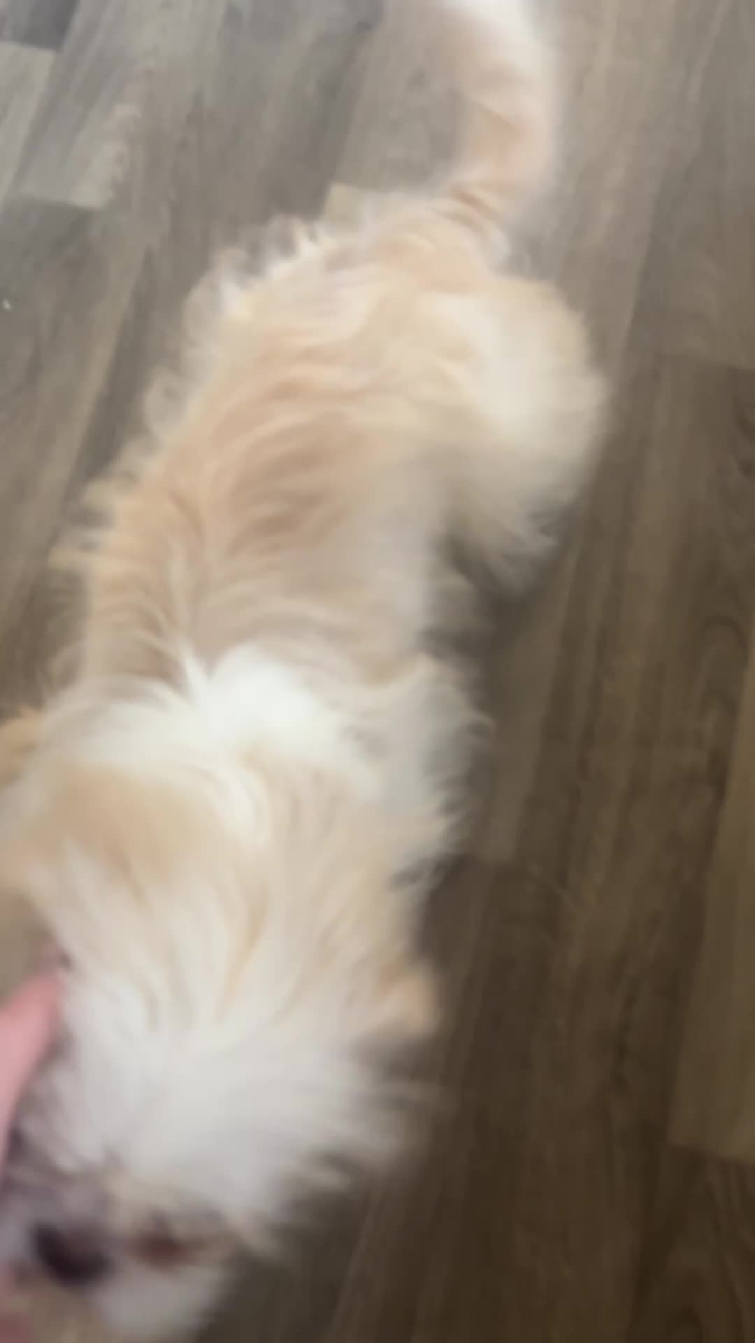 Shih Tzu dogs for sale: Lovely Shih Tzu x pug girl - Video 1