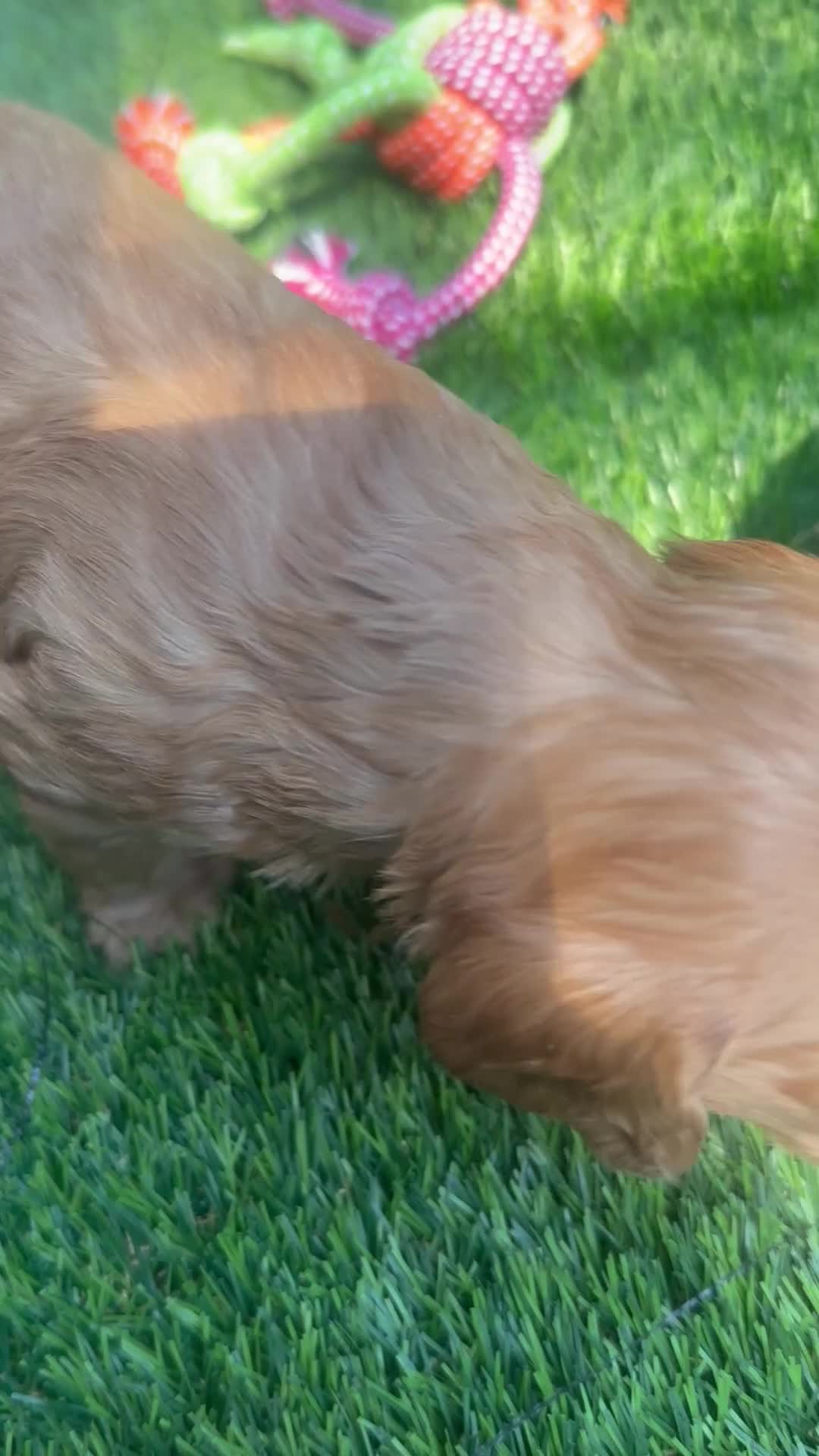 Cockapoo dogs for sale: Cockapoo Apricot/Red/Black Pups - Video 1