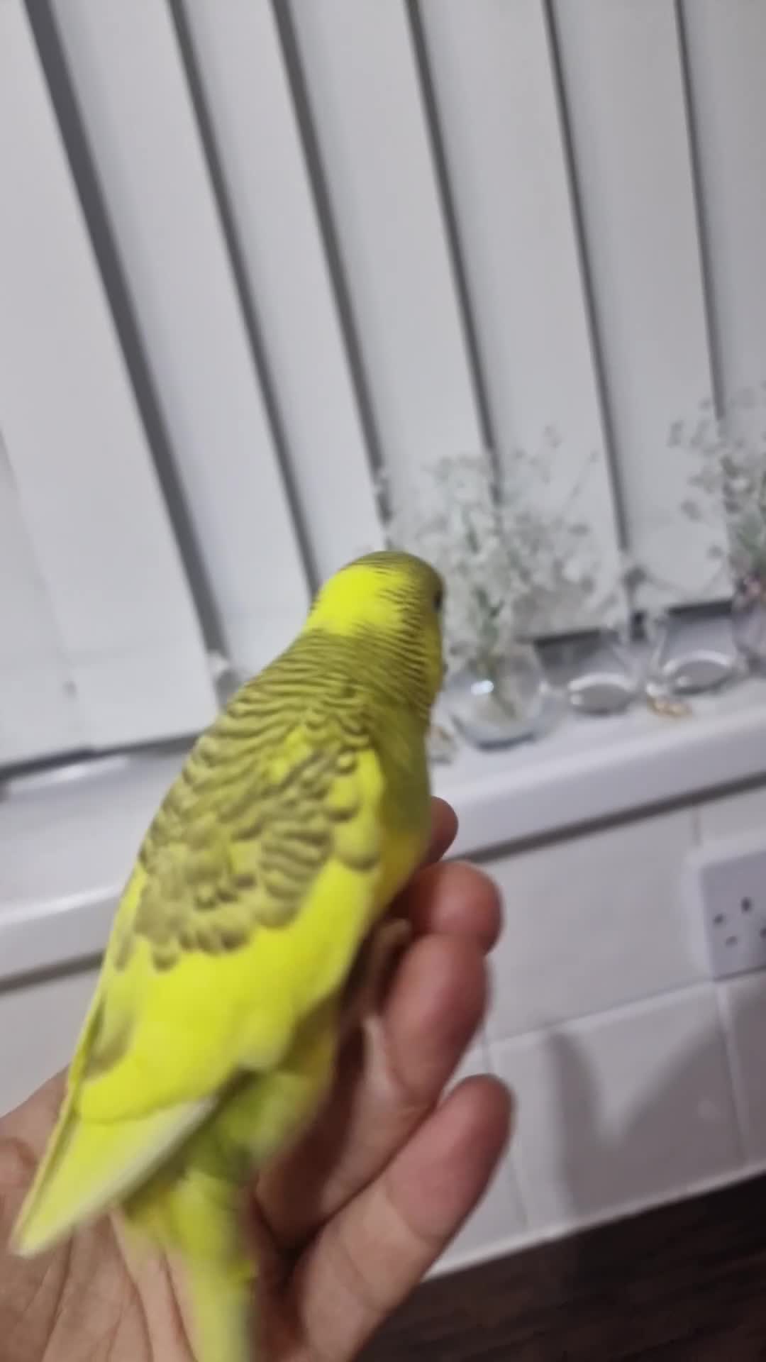 Budgerigars birds for sale: Budgie  - Video 1