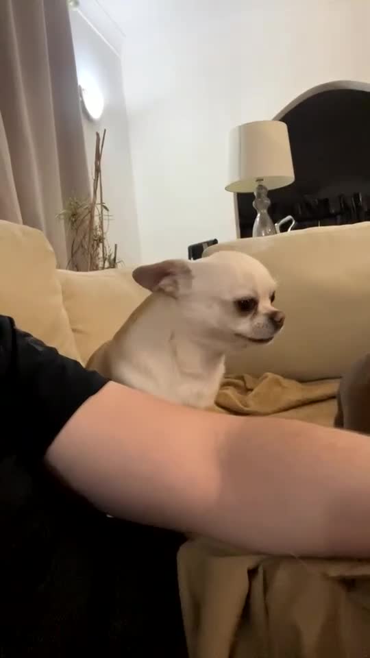 Chihuahua dogs for sale: Rare Russian male Chihuahua - Video 1