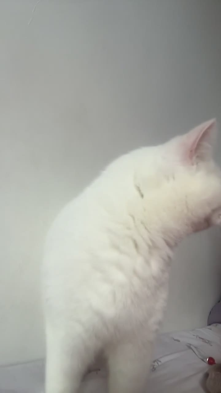 British Shorthair cats for sale: British short hair  - Video 3