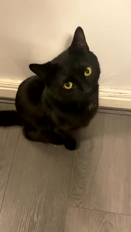 Domestic Shorthair cats for sale: 1 year old boy looking for his new home! - Video 1