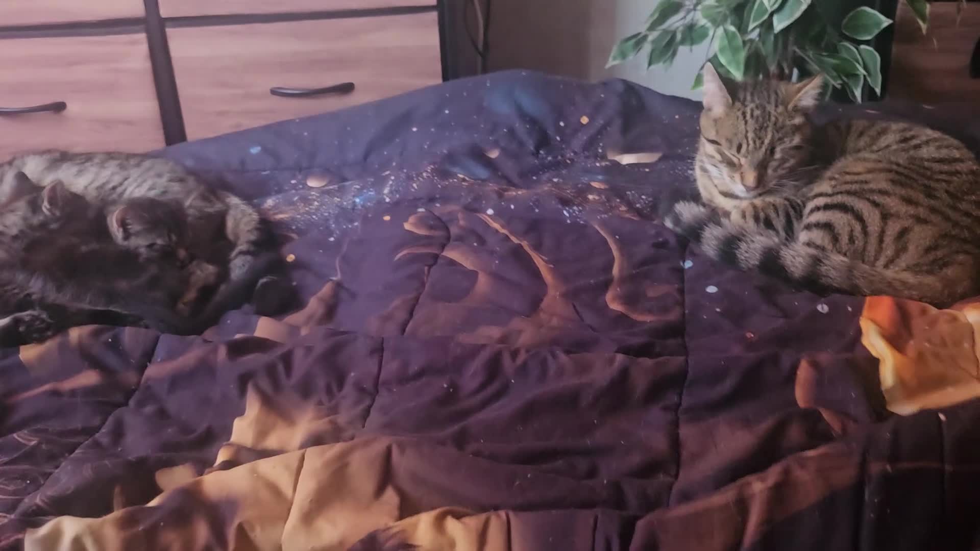 Mixed Breed cats for sale: Kittens for sale - Video 2