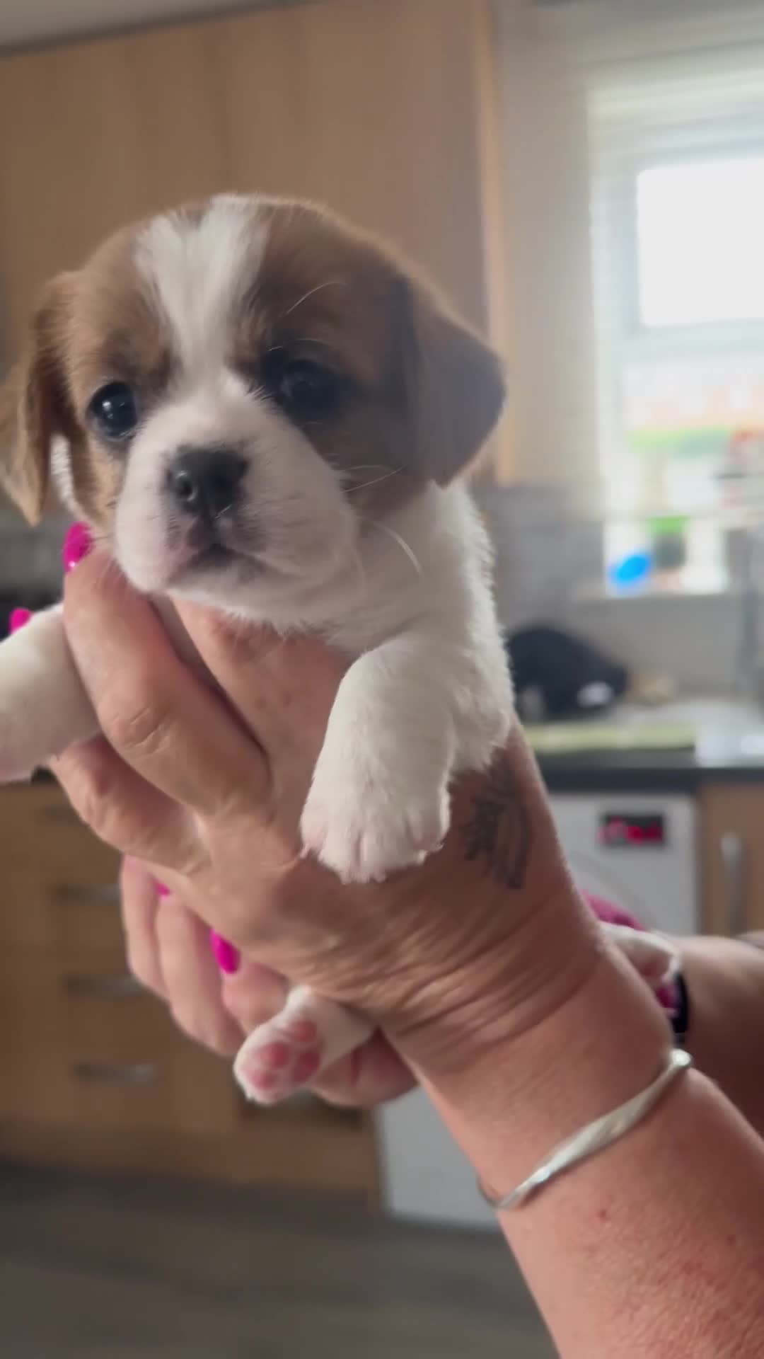 Mixed Breed dogs for sale: Gorgeous litter of puppies , 1 boy and 2 girls  - Video 2