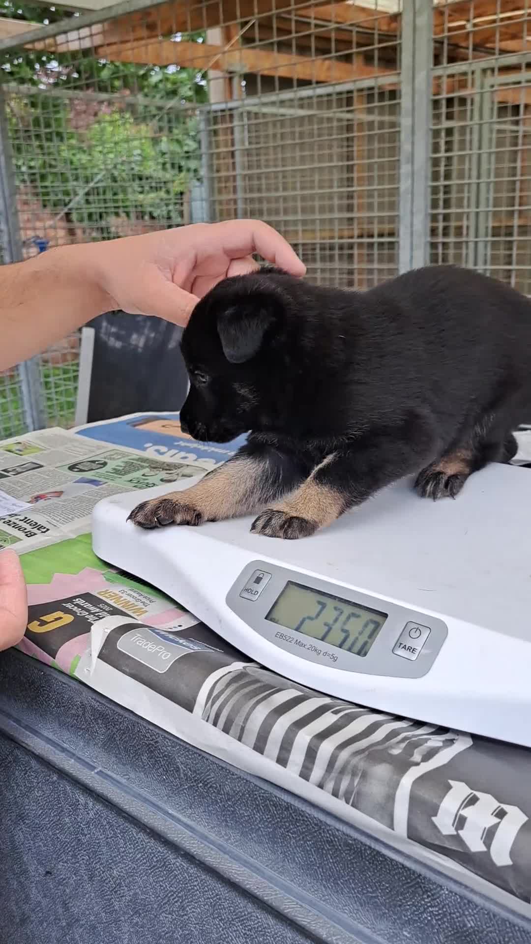 German Shepherd dogs for sale: CZECH DDR WEST GERMAN OLD BLOODLINE KC - Video 4