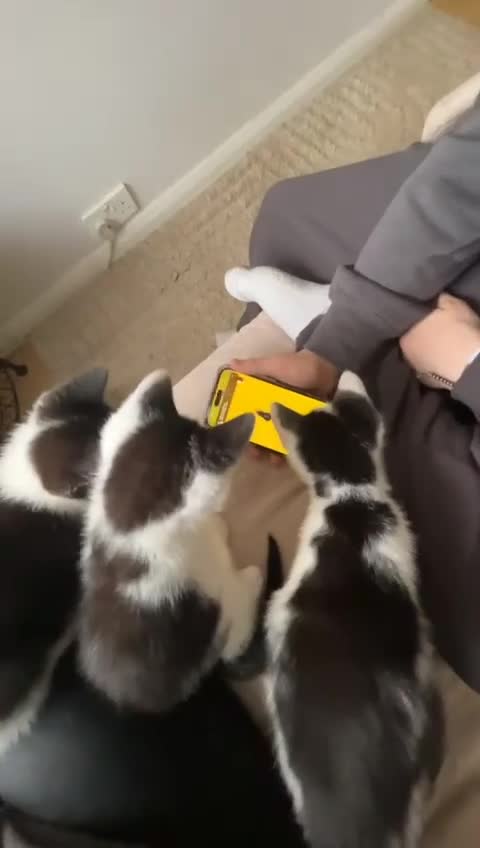 Mixed Breed cats for sale: Sweet playful and friendly kittens  in Wisbech - Video 1