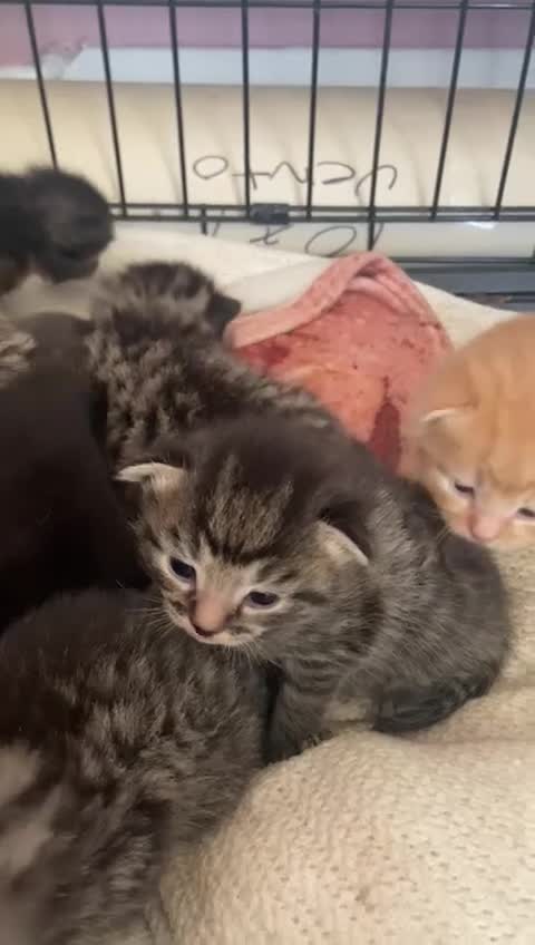 Bengal cats for sale: 7 little kittens  - Video 1