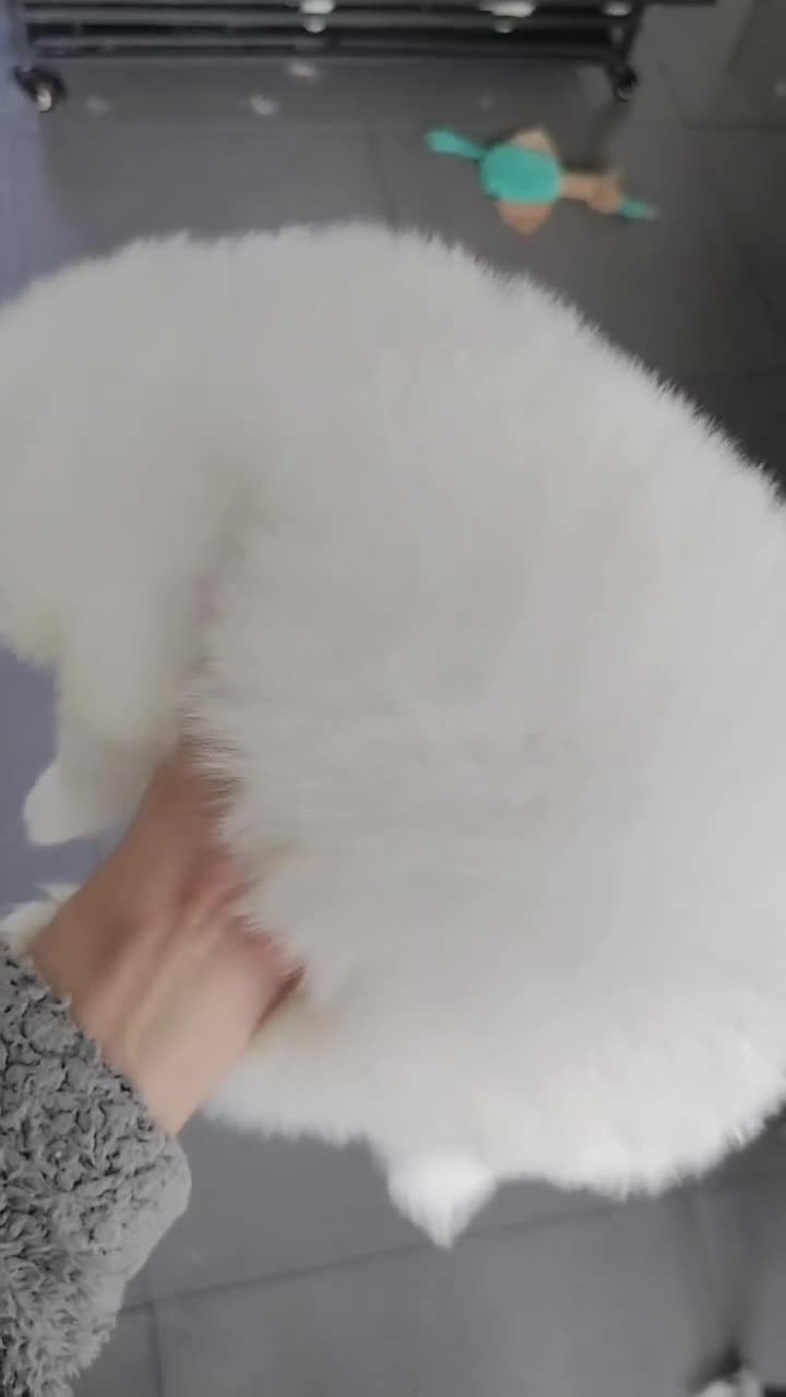 Samoyed dogs for sale: Lovely Samoyed Puppies For Sale - Video 4