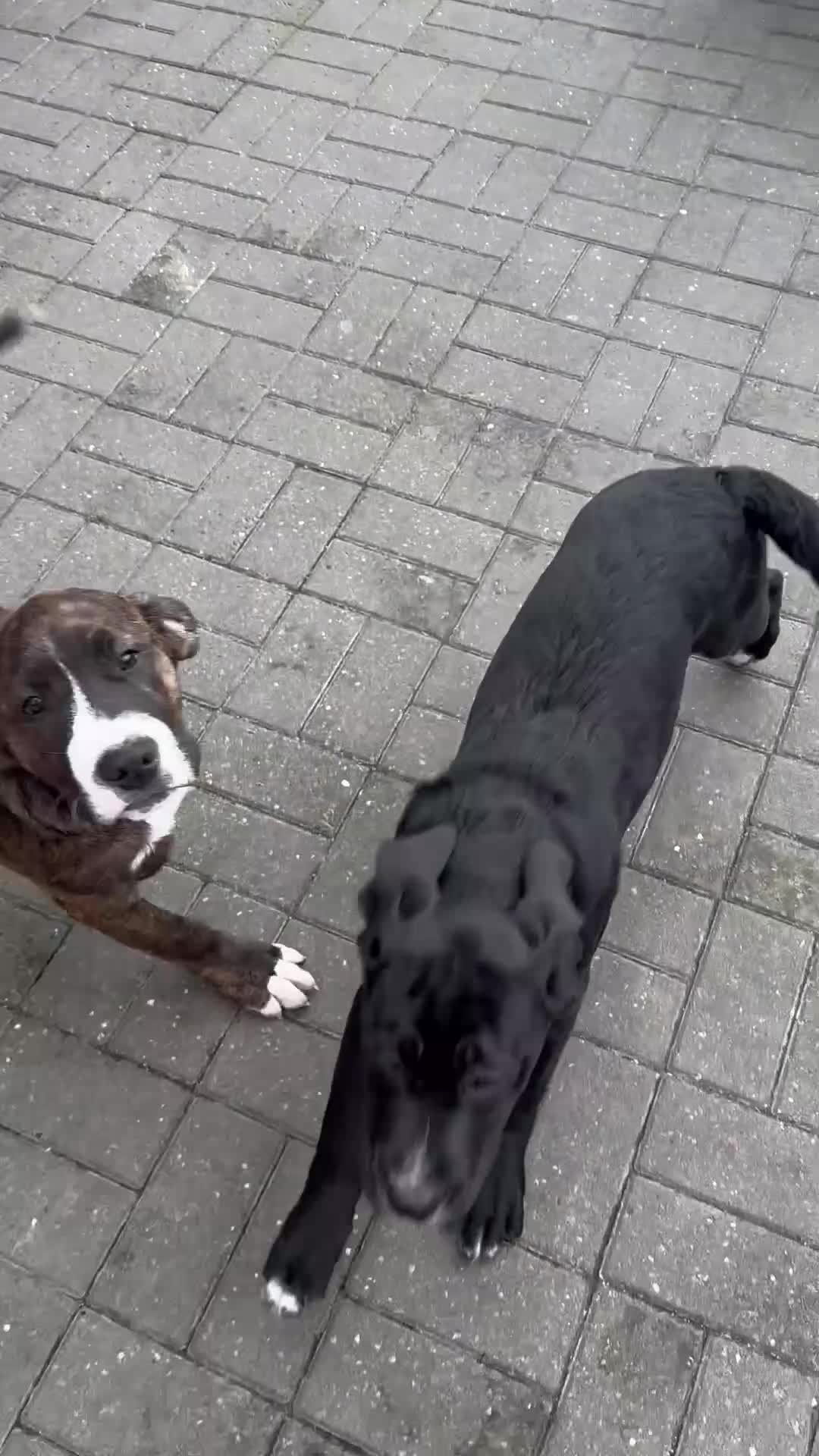 Mixed Breed dogs for sale: 🖤 1 🖤Labrador-Cane Corso Puppies  - Video 1