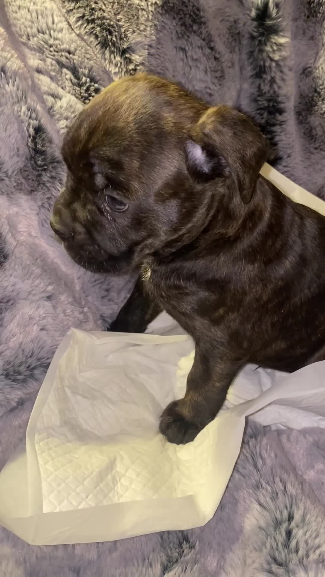 Mixed Breed dogs for sale: 🤩 mum kc boxer dad mini boxer 5 pups rare 🤩 - Video 3