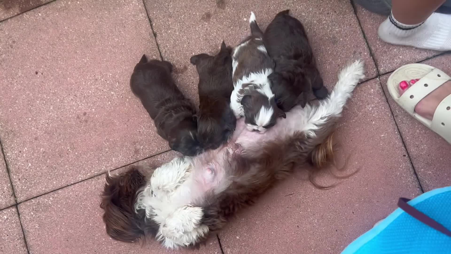 Shih Tzu dogs for sale: Imperial Shihtzu Chocolates - Video 2