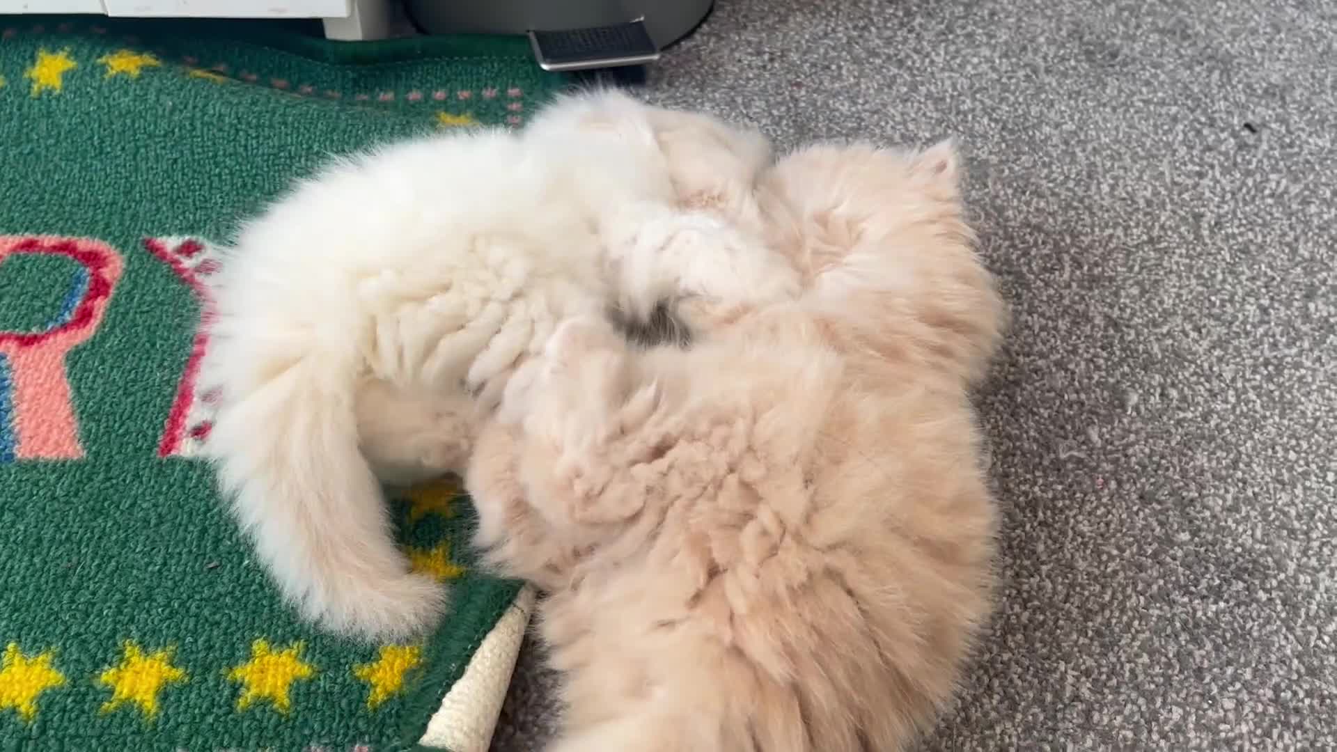 Persian cats for sale: 🐾 Persian Kittens for Sale 🐾 in Coventry - Video 4