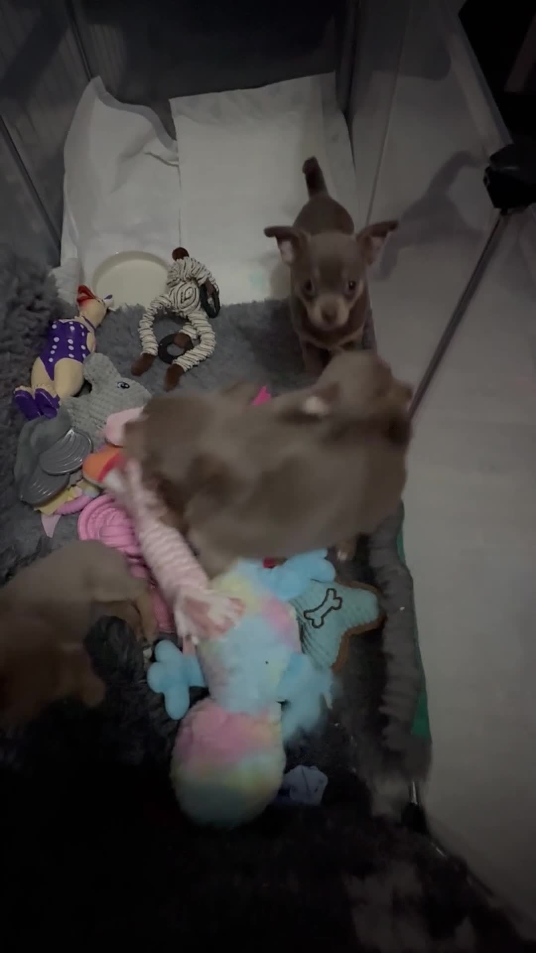 Chihuahua dogs for sale: Rare Lilac & Tan Smooth Coat Chihuahua Puppies - Video 3