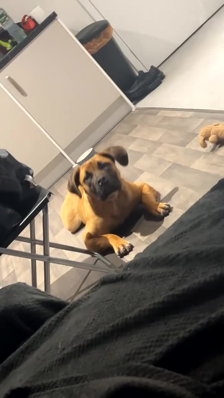 Boerboel dogs for sale: Stunning Boerboel Girl - Video 1