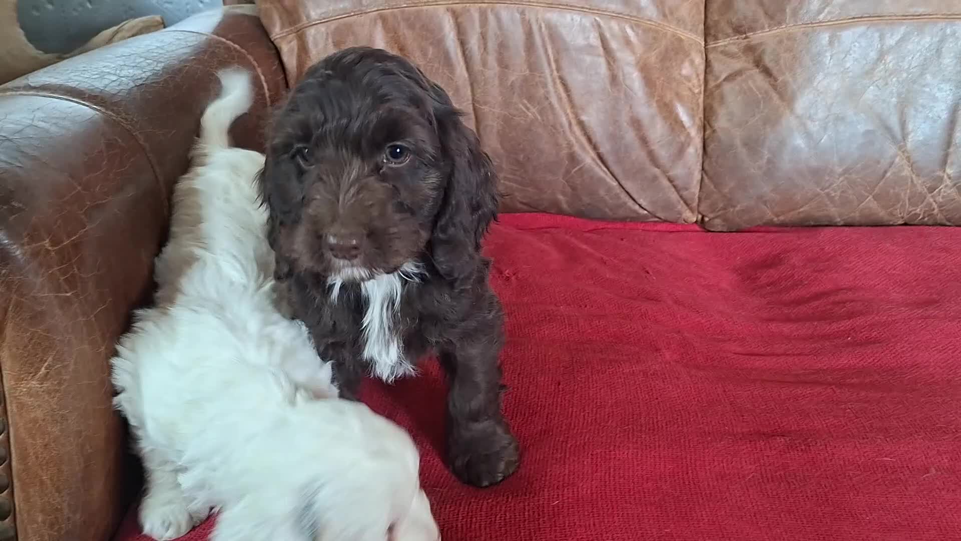 Cockapoo dogs for sale: F1 Cockapoo Puppies  - Video 1