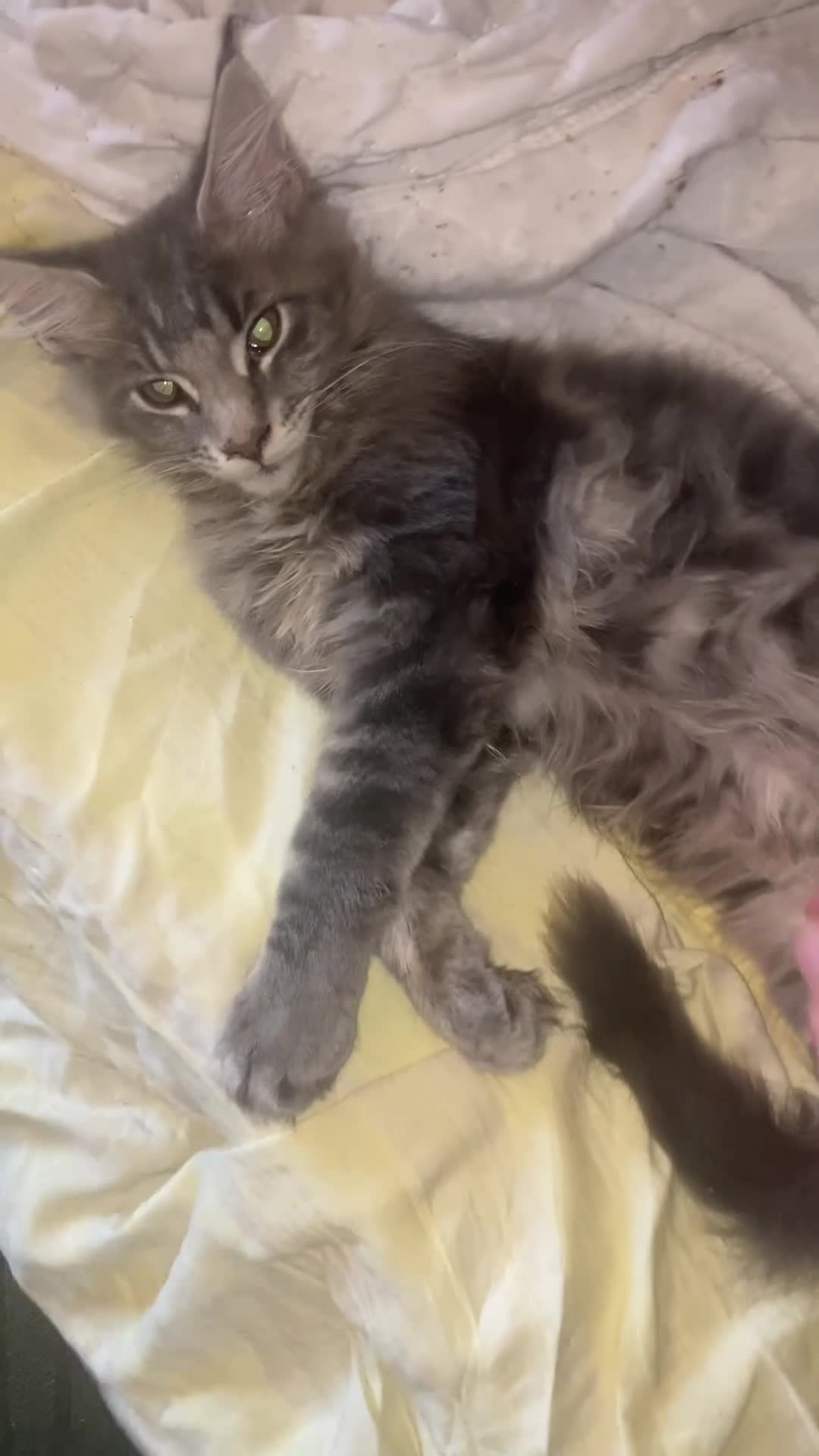 Maine Coon cats for sale: Maine Coon kittens,  - Video 3