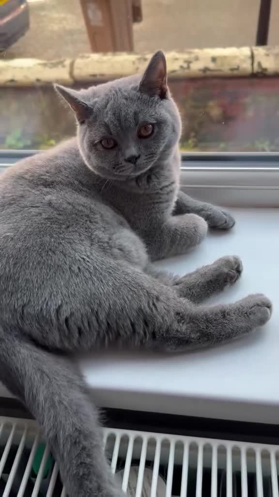 British Shorthair cats for sale: Beautiful Friendly Cat Looking for a Loving Home - Video 3