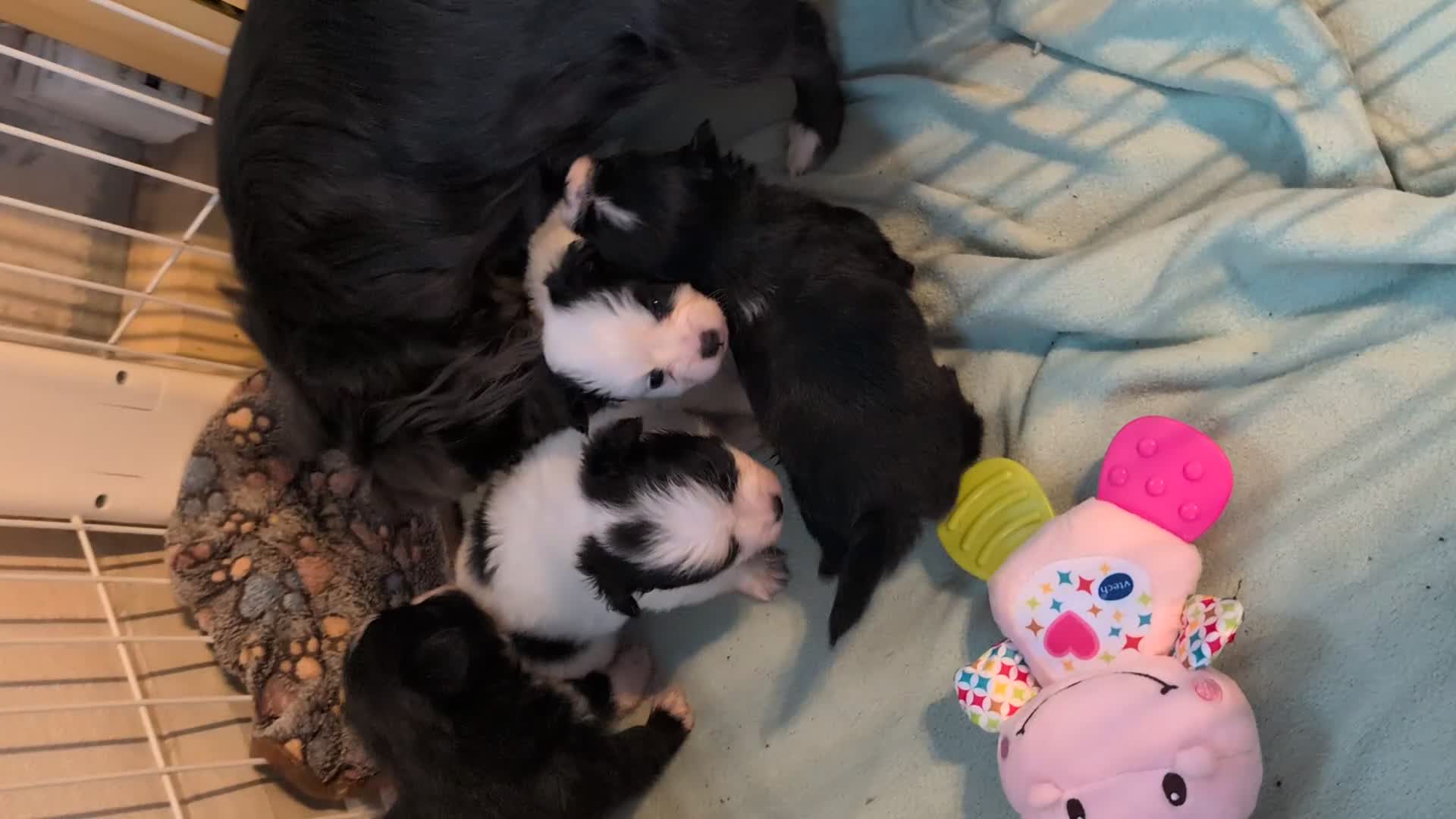 Pomchi dogs for sale: Stunning Pomchi babies - Video 3