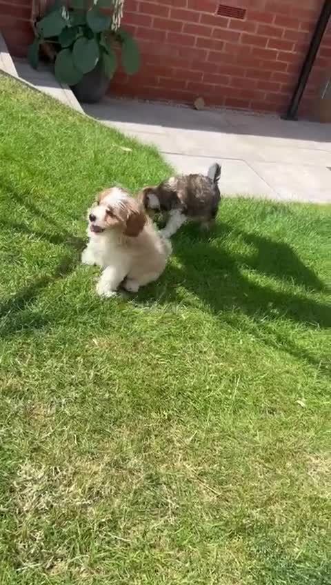 Cavachon dogs for sale: Cavachon Puppies 🐾🐶 1 GIRL LEFT REDUCED - Video 1