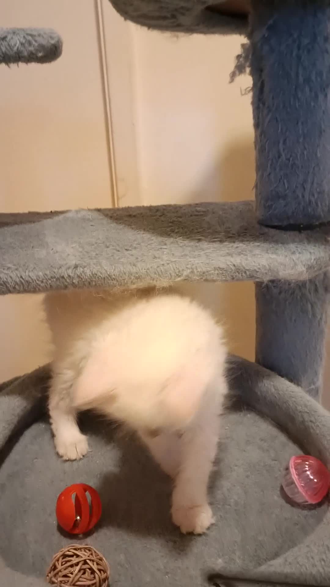 Ragdoll cats for sale: Ready now Rare active fawn point boy - Video 1
