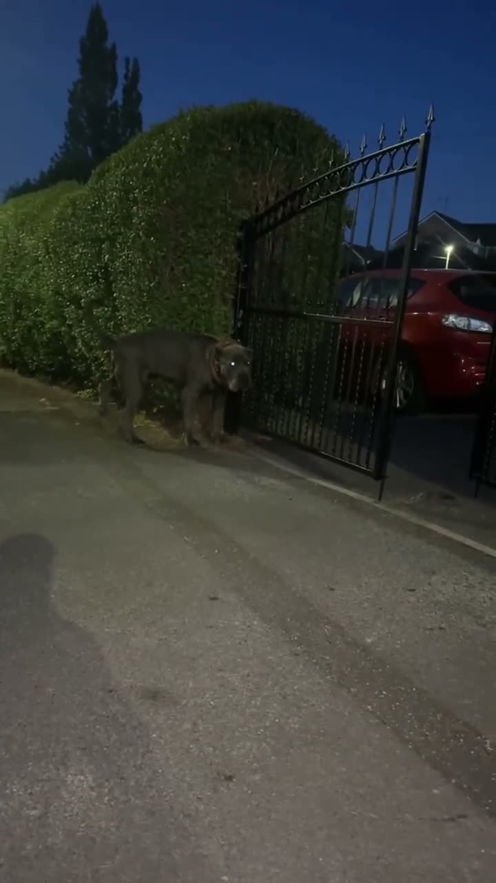 Turkish Kangal dogs for sale: Wolf the Turkish kangal in Rotherham - Video 2